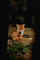 Red fox {Vulpes vulpes} adult resting in a patch of sunlight in a pine forest., Lancashire, UK