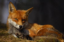 Red fox {Vulpes vulpes} adult resting in sun in pine forest, Lancashire, UK