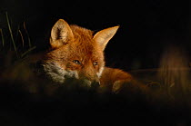 Red fox {Vulpes vulpes} adult resting in pool of sunlight in pine forest, Lancashire, UK