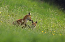 Red fox {Vulpes vulpes} pair of cubs playing in a field of wildflowers, Derbyshire, UK