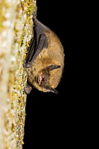 Soprano pipistrelle bat {Pipistrellus pygmaeus} climbing down a tree trunk, Norway. July