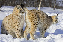 European Lynx (Lynx lynx) pair courting in winter. The female on the right is telling the male she is ready for mating, Norway. Captive. March.