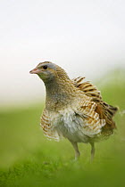 Corncrake (Crex crex) with feathers fluffed up, Rogaland, Norway. May