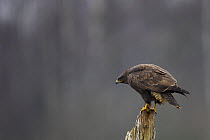 Common Buzzard (Buteo, buteo) dark phase, perched, Sweden.