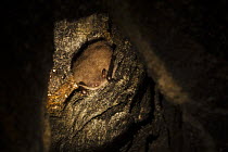 Daubenton's Bat (Myotis daubentonii) hibernating in an old mine in Rogaland, Norway. February