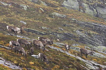 Wild Reindeer (Rangifer tarandus) male (top left) guarding his females during a rainy day in autumn, Suldal, Rogaland, Norway. September