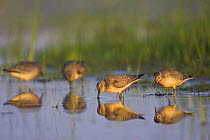 Knot (Calidris canutus) feeding at sunrise in Orrevatnet Nature Reserve, a Ramsar site in Rogaland, Norway. August
