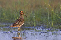 Common Snipe (Gallinago gallinago) searching for food at sunrise in Orrevatnet Nature Reserve, a Ramsar site in Rogaland, Norway. August