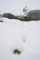 Grouse hunter with a shotgun in white snow camouflage passing a pile of grouse droppings, Norway. February