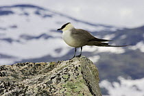 Long-tailed Skua (Stercorarius longicaudus)perched on rock in Jotunheimen National Park, Oppland, Norway. July