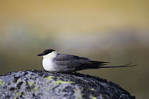 Long-tailed Skua (Stercorarius longicaudus) perched on rock in Jotunheimen National Park, Oppland, Norway. July