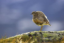 Dotterel (Charadrius morinellus) male perched on rock stretching wings, Jotunheimen National Park, Oppland, Norway. July