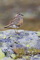 Dotterel (Charadrius morinellus) male perched on rock in Jotunheimen National Park, Oppland, Norway. July