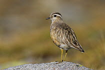 Dotterel (Charadrius morinellus) male perched on rock, Jotunheimen National Park, Oppland, Norway. July