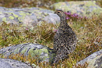 Rock ptarmigan (Lagopus mutus) female in summer plumage, Valdresflya, Jotunheimen National Park, Oppland, Norway. July
