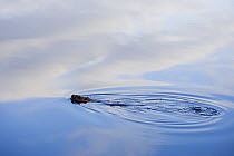 Eurasian Beaver (Castor fiber) swimming in lake, Sr-Trndelag, Norway. June