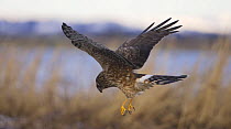Female Hen Harrier (Circus cyaneus) hovering over grass hunting for rodents, Rogaland, Norway. January