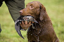 Chesapeake Bay Retriever retrieving a dead duck from water during duck hunting season, Norway. October