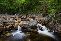 Stream running through pristine broad leaved forest in southern Norway. June