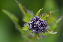 Close-up of {Serratula tinctoria} commonly known as Saw-wort, buds. A very rare and threatened flower in Norway. June