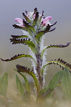 Hairy Lousewort (Pedicularis hirsuta) has adapted to the cold climate in northern Norway by growing fur. July