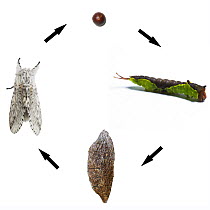 Puss Moth (Cerula vinula) circular life cycle showing egg, larva / caterpillar, pupa / chrysalis and adult moth. Digital composite.