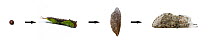 Puss Moth (Cerula vinula) linear life cycle showing egg, larva / caterpillar, pupa / chrysalis and adult moth. Digital composite.