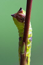 Puss Moth (Cerula vinula) caterpillar larva on willow, Europe