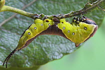 Puss Moth (Cerula vinula) caterpillar larva hanging upside-down on willow, Europe