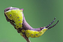 Puss Moth (Cerula vinula) caterpillar larva on willow, Europe