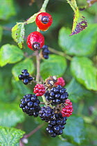 Blackberries on Bramble bush (Rubus plicatus) and Rose hips on Rose bush (Rosa canina) Levin Down NR, Sussex, UK