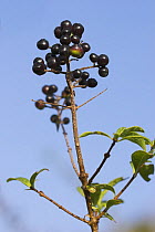 Purging Buckthorn berries (Rhamnus cathartica) Levin Down NR, Sussex, UK
