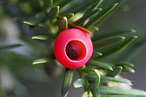 Common yew tree (Taxus baccata) berry. Levin Down NR, Sussex, UK