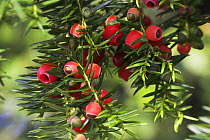 Common yew tree (Taxus baccata) berries. Levin Down NR, Sussex, UK