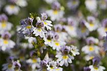 Eyebright (Euphrasia officinalis) flowers, Levin Down Nature Reserve, Sussex, UK