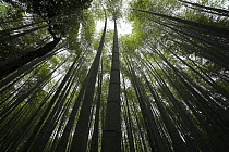 Looking up the stems of bamboo in a Bamboo grove, Arashiyama, Kyoto, Japan