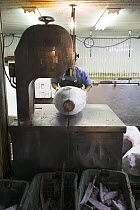 Slicing frozen Tuna with a mechanical saw, Tsukiji fish market, Tokyo, Japan