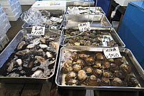Shellfish and squid for sale, Tsukiji fish market, Tokyo, Japan