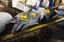 Bigeye tuna (Thunnus obesus) for sale, Tsukiji fish market, Tokyo, Japan