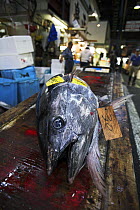 Bigeye tuna (Thunnus obesus), Tsukiji fish market, Tokyo, Japan