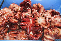 Octopus for sale, Tsukiji fish market, Tokyo, Japan