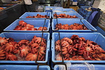 Crates of Octopus for sale, Tsukiji fish market, Tokyo, Japan