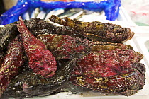 Scorpionfish for sale (sold for eating), Tsukiji fish market, Tokyo, Japan