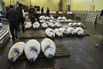 Frozen Tuna at auction, Tsukiji fish market, Tokyo, Japan