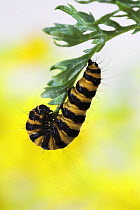 Cinnabar moth caterpillar (Tyria jacobaeae) on Ragwort, Sussex, UK