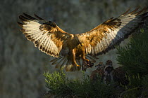 Long-legged buzzard (Buteo rufinus) landing at nest with chicks, Bulgaria, 2008. WWE Mission: Rhodopi Mountains