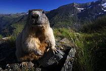Alpine marmot {Marmota marmota} in the Alps, Hohe Tauern NP, Austria, September 2008 WWE Mission: Hohe Tauern National Park