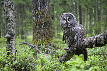 Great Grey owl (Strix nebulosa) perched in forest, Oulu, Finland. June 2008~WWE Mission: Scandinavian owls