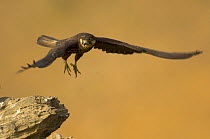 Eleonora's falcon (Falco eleonorae) flying, about to land on rock, Andros, Greece, 2008 WWE Mission: Eleonora's Falcon