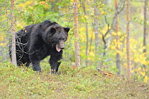 Eurasian brown bear {Ursus arctos} feeding in forest, Kuhmo, Finland. August 2008 WWE Mission: Wildlife of northern Finland